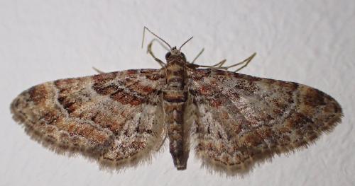 Réf. 228 446 : Gymnoscelis rufifasciata
